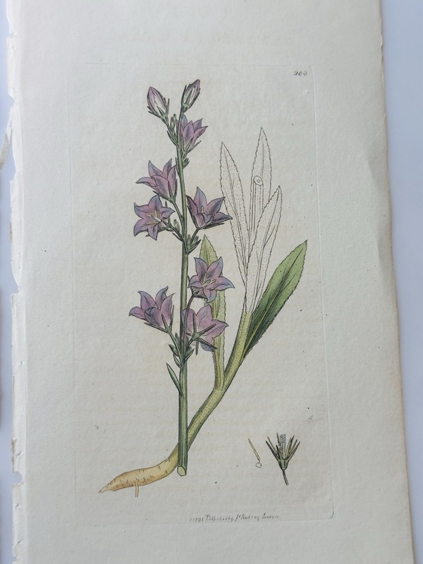 Sowerby 1795 Campanula Rapunculus Botanical Hand Colored Plate 283 gallery