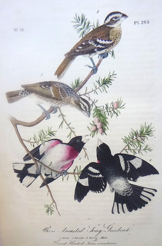 Audubon 1st ed Octavo ROSE BREASTED SONG GROSBEAK Birds of America 1840 original
