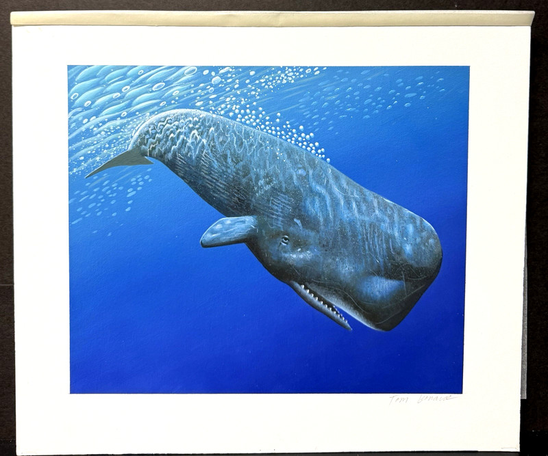Tom Leonard Sperm Whale Original Art Paining, Signed, Acrylic on Board, Unframed