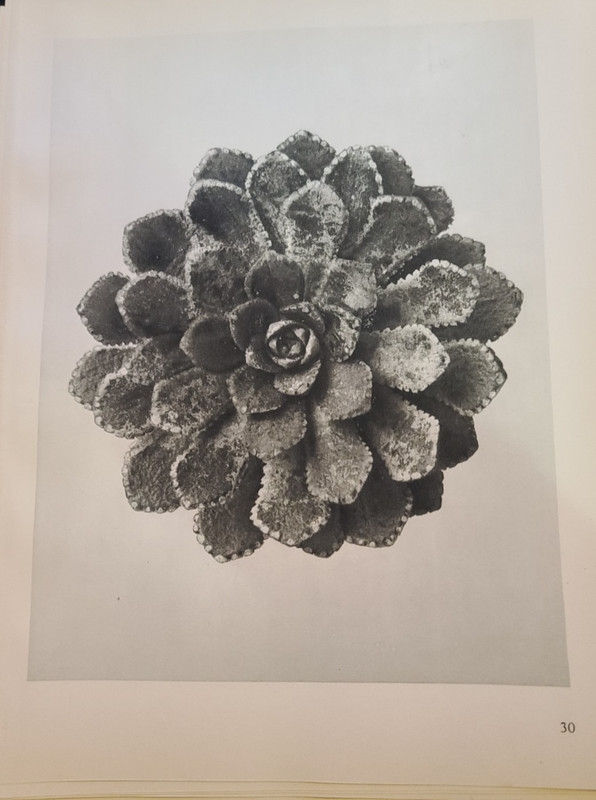BLOSSFELDT «URFORMEN DER KUNST» Saxifraga aizoon 1928 original plate 30