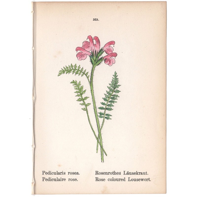 Antique 1879 botanical print hand-colored lithograph 323 Rose coloured Lousewort