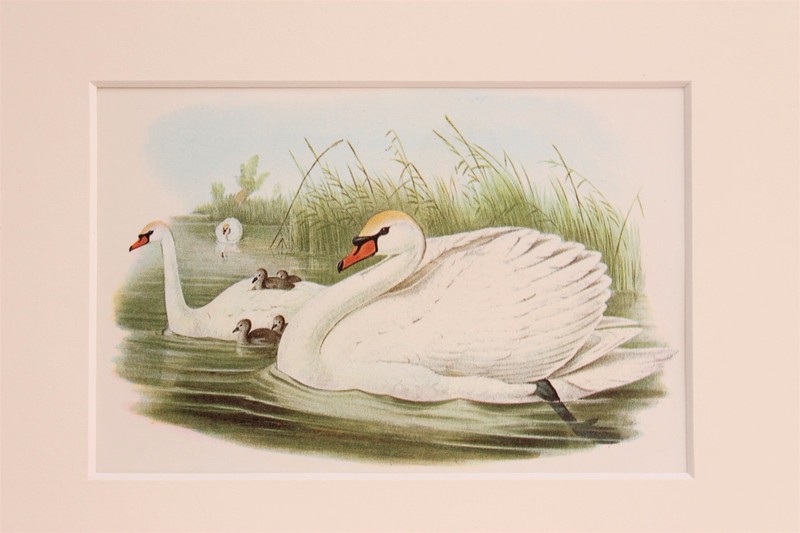 Mute Swan – Mounted Vintage John Gould Print, 1960s Book Plate