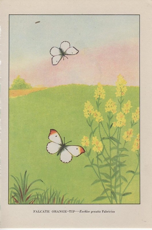 1917 Vintage BUTTERFLY «FALCATE ORANGE TIP» LOVELY COLOR ART PLATE Lithograph