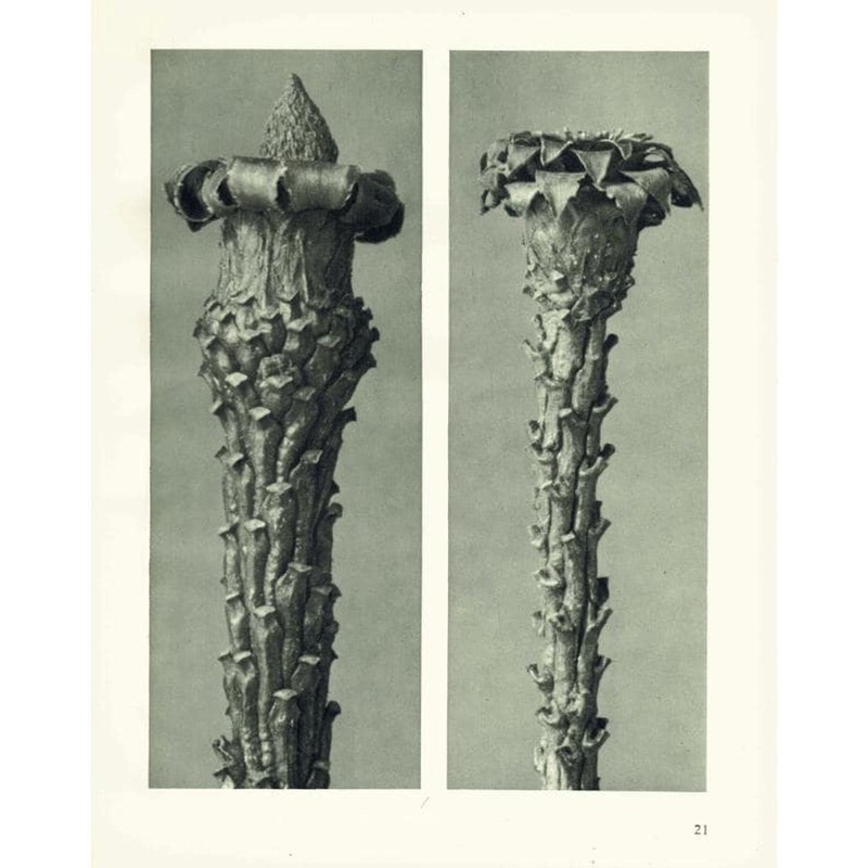 1929 SILVER FIR Print - Karl Blossfeldt - Plant Flower Tree - 9.5 x 12 Inches gallery