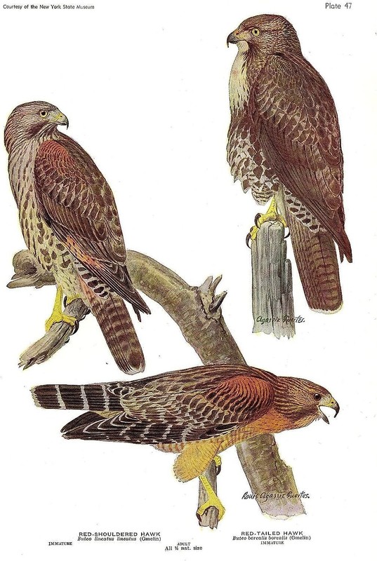 1936 Vintage FUERTES BIRDS #47 «RED-TAILED HAWK & MORE» Color Plate Lithograph
