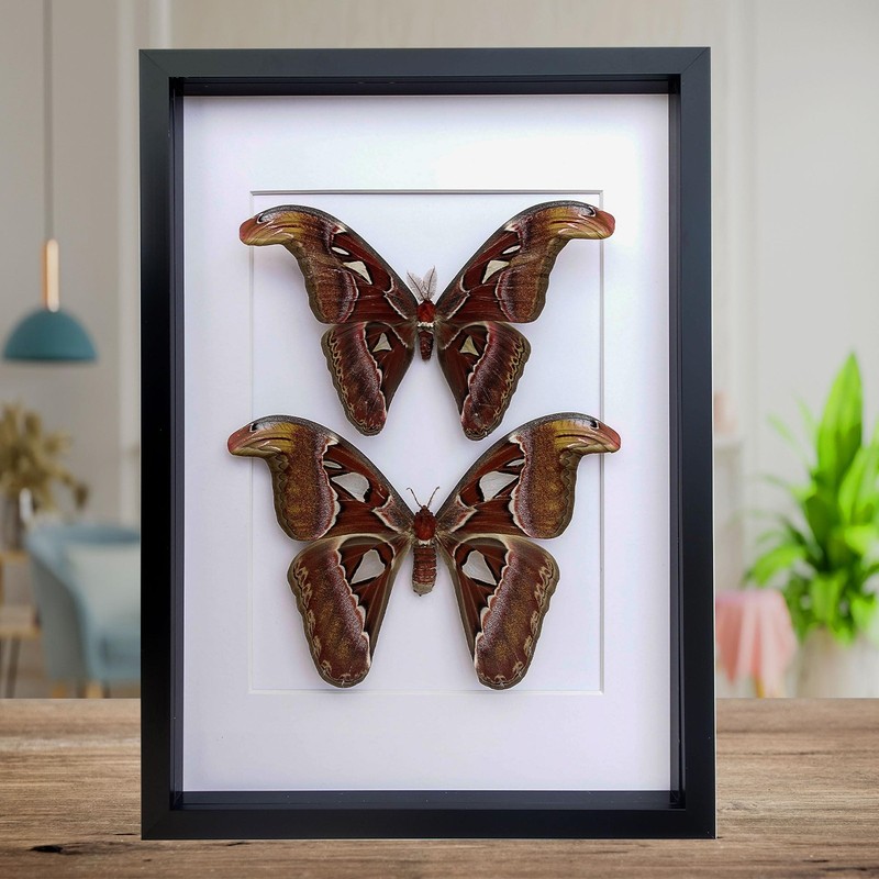 Insectrum Framed Atlas Moth Display, A3 Size, Preserved Attacus Atlas Pair,