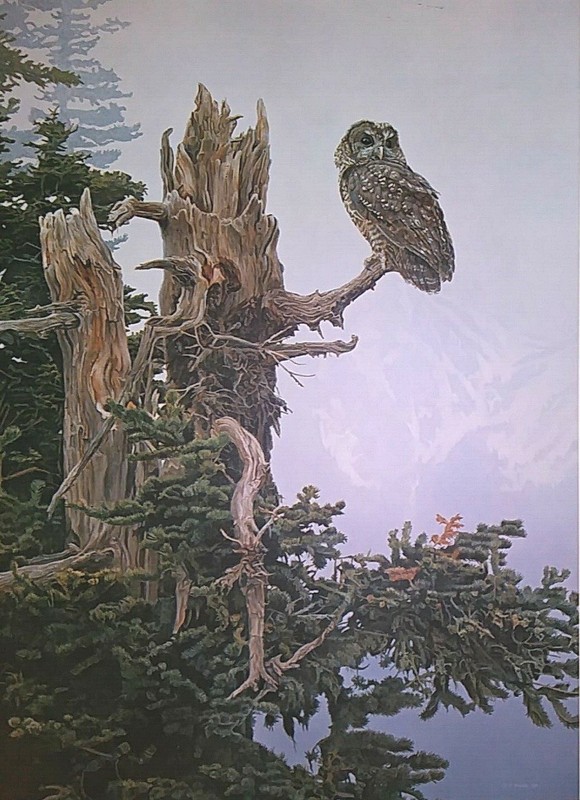 ISAAC «ON THE PRECIPICE» SPOTTED OWL, S/N LTD. ED. #372 19×24″ 1988, MINT w/COA