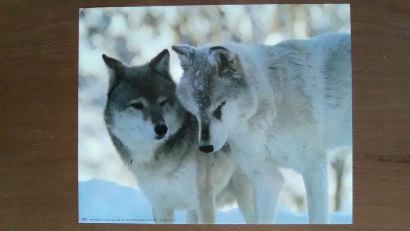 Glossy 8" x 10" Photo Print: Wolf Mates