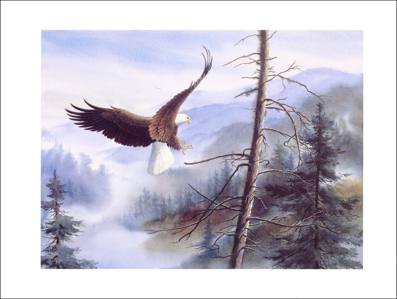 2000 Vintage Print Great Bald Eagle Bird Flying Wings Tennessee Watercolor Image