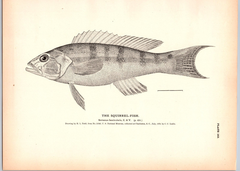 1884 Fish Print, The Squirrel Fish, Vintage Print