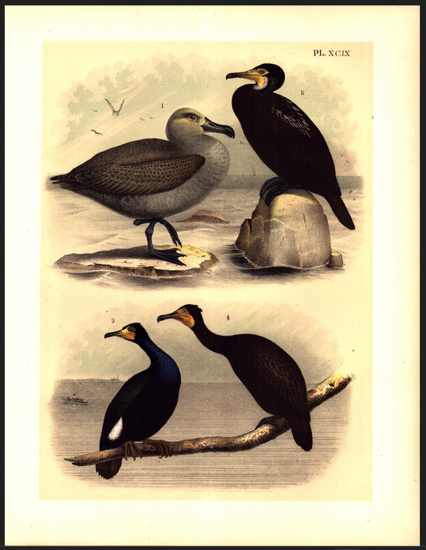 ALBATROSS, CORMORANT Jasper Original Antique Bird Color Lithograph 1895