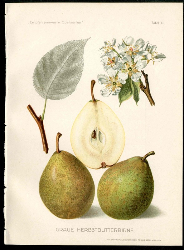1912 Pfeiffer Antique Fruit Print Heirloom Pear Butterbirnen, White Blossom