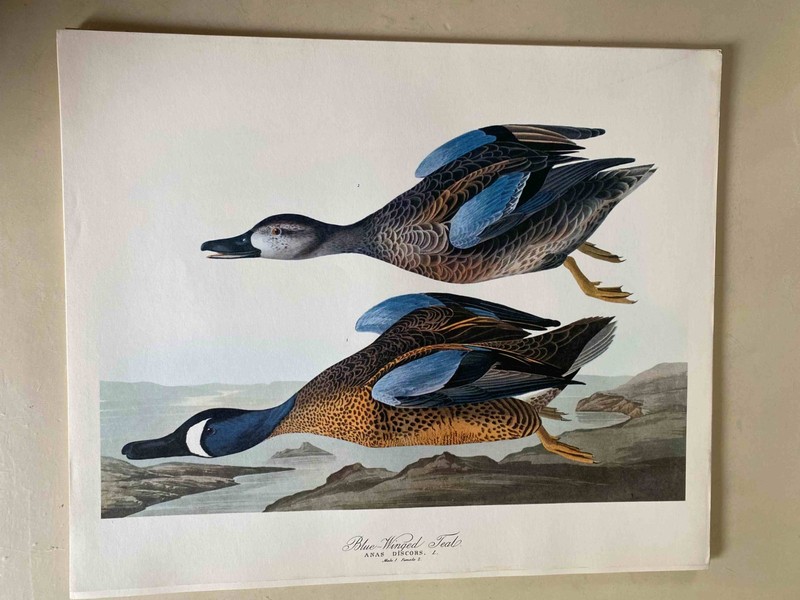 Vintage Audobon Blue-Winged Teal 14 x 17 High Quality Print- Great for Framing!