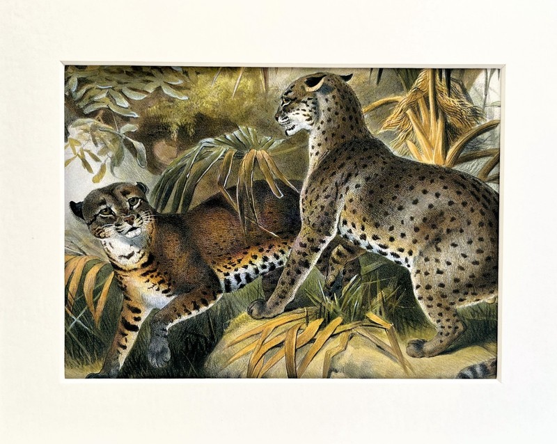 AFRICAN GOLDEN CAT – Mounted Animal Big Cat Print by Joseph Wolf