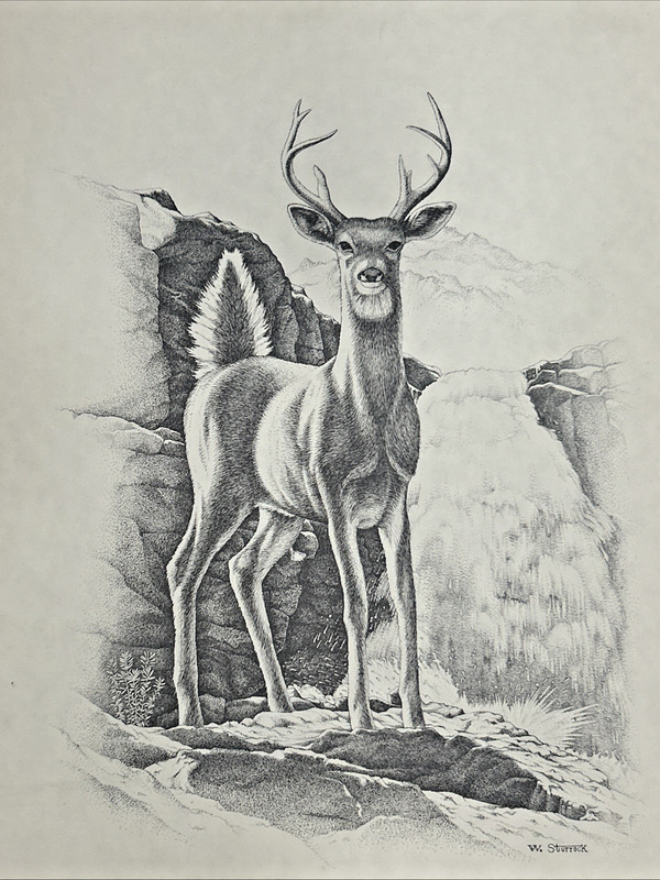 Whitetail Buck Original Print W.Sturrock The Perfect Buck 20 Inch’s By 15 Inch’s