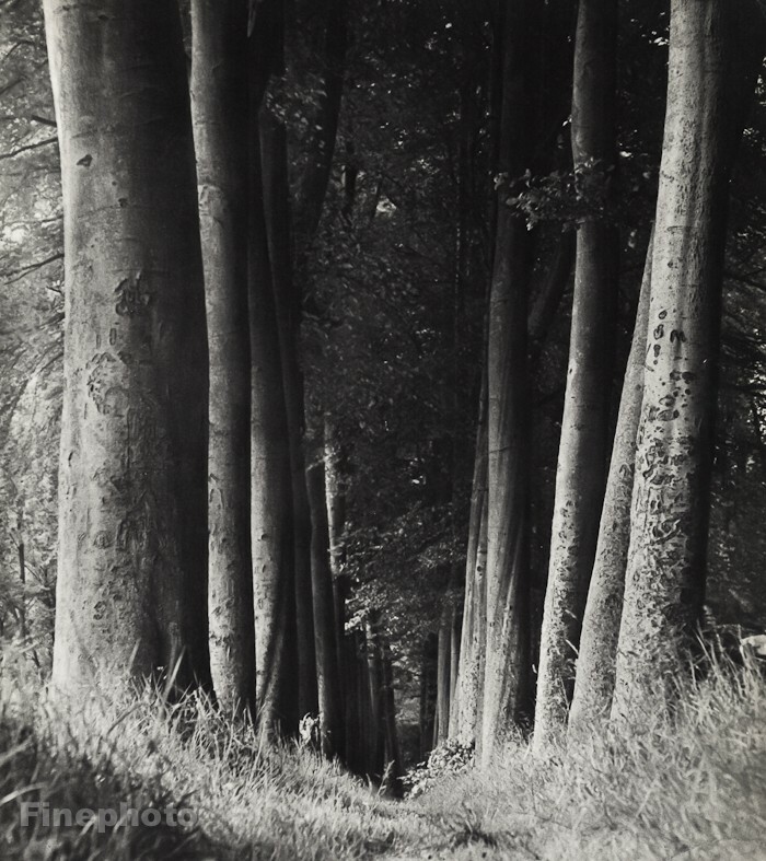 1930/34 Original MAN RAY Tree Lane Forest Landscape Vintage Photo Gravure Art