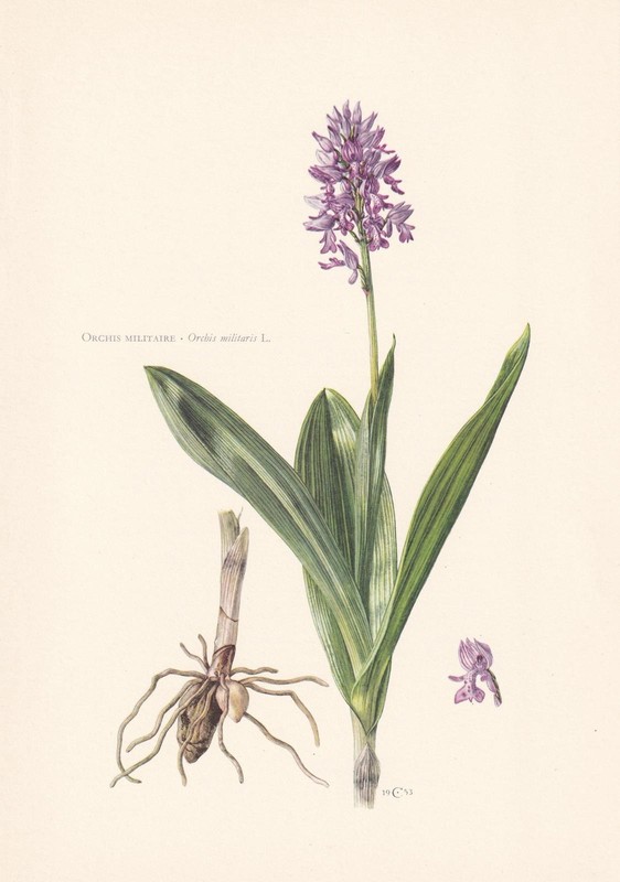 1960 MILITARY ORCHID Print - Botanical Wall Art - Vintage - 7.5 x 10.6 Inches gallery