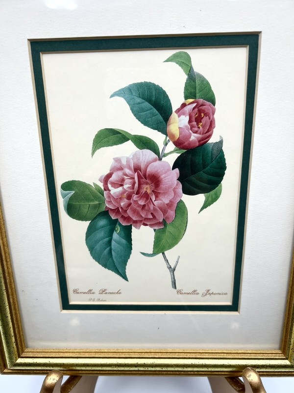 Beautiful Pierre-Joseph Redouté - Camelia Panache Camellia Japonica Framed Print gallery