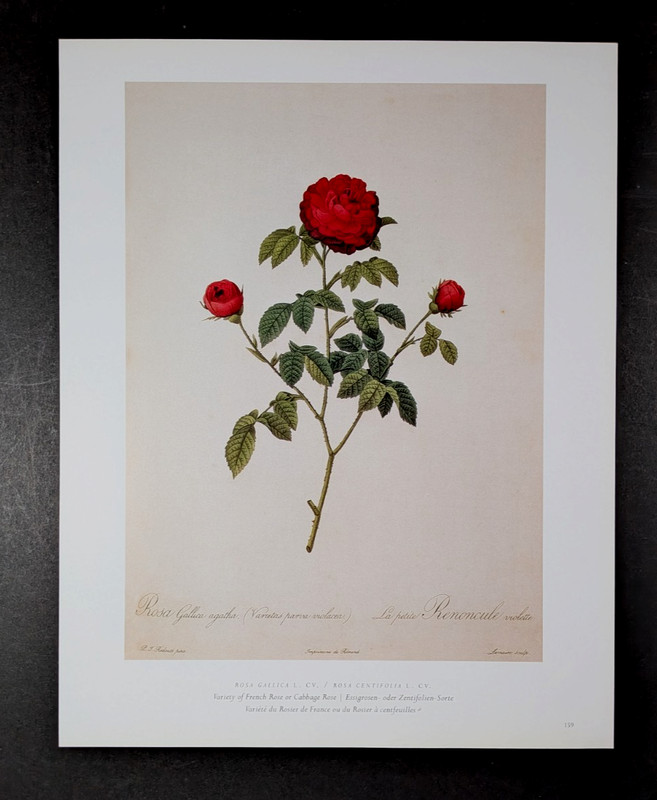 P J Redouté CABBAGE ROSES Botanical Flower Art Book Plate Illustration 159 gallery