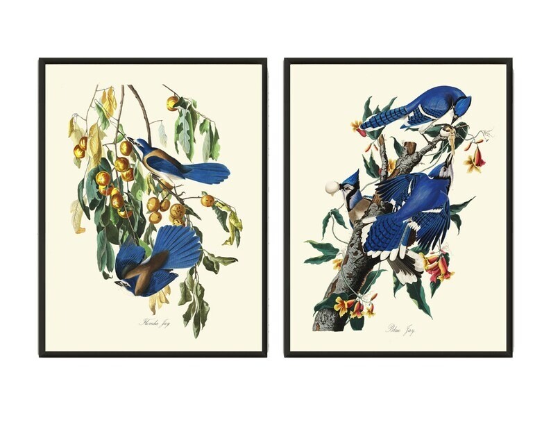 Blue Jay James Audubon Bird Wall Art Prints Set of 2 Beautiful Antique Unframed