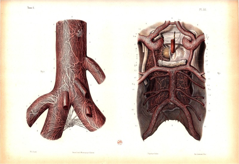 1842 Bourgery Jacob Neuroanatomy Lithograph PL. 90 Sympathetic Nerve Chains
