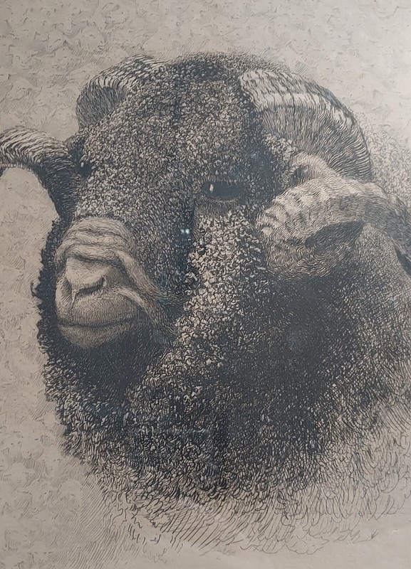 J A S MONKS Ram Etching Signed