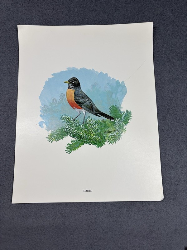 Bob Hines Wildlife Portrait Series Birds Robin Print 11” X 14”