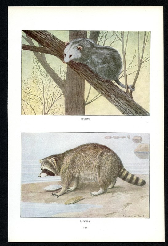Opossum and Raccoon, 1916 Louis Agassiz Fuertes print, North American wildlife