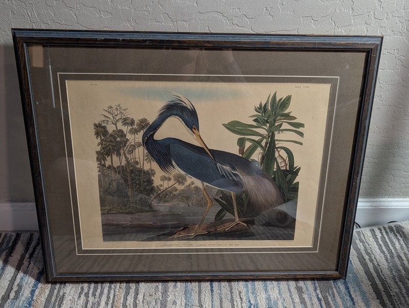 Louisiana Heron Print by John James Audubon w/ Wooden Frame – 25″ x 20″ No 44