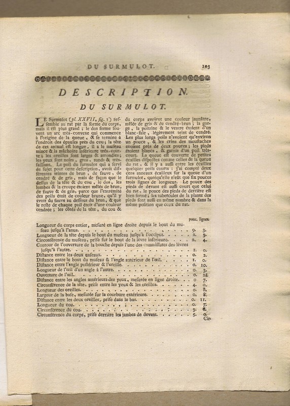 Le Surmulot-Brown Rat & Skeleton -Hand Colored 1767 Buffon Natural History gallery