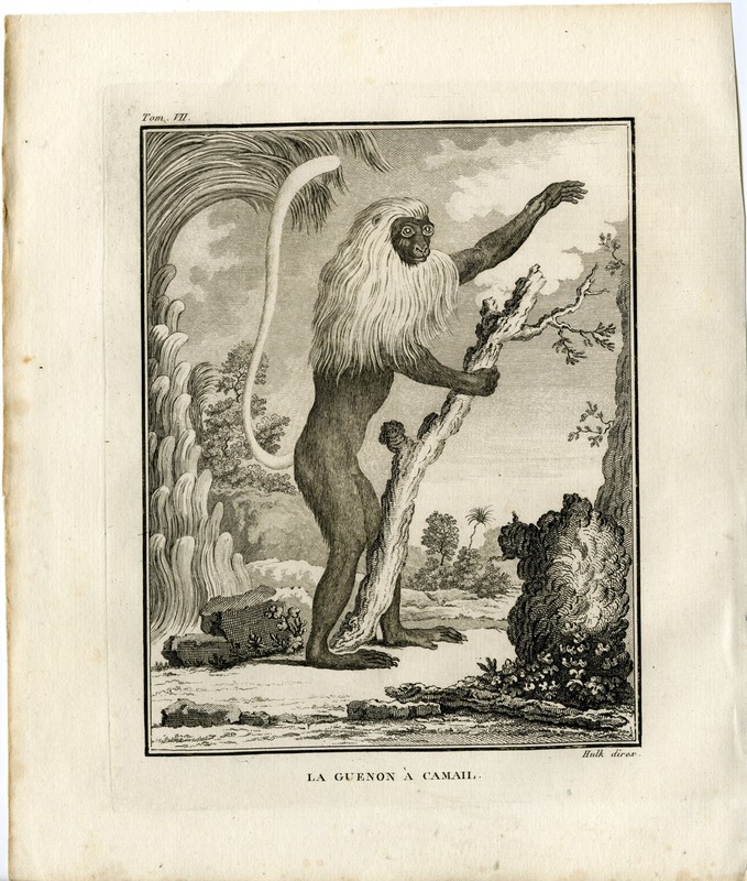 Antique Print-GUENON A CAMAIL-MONKEY-Hulk-Buffon-1801