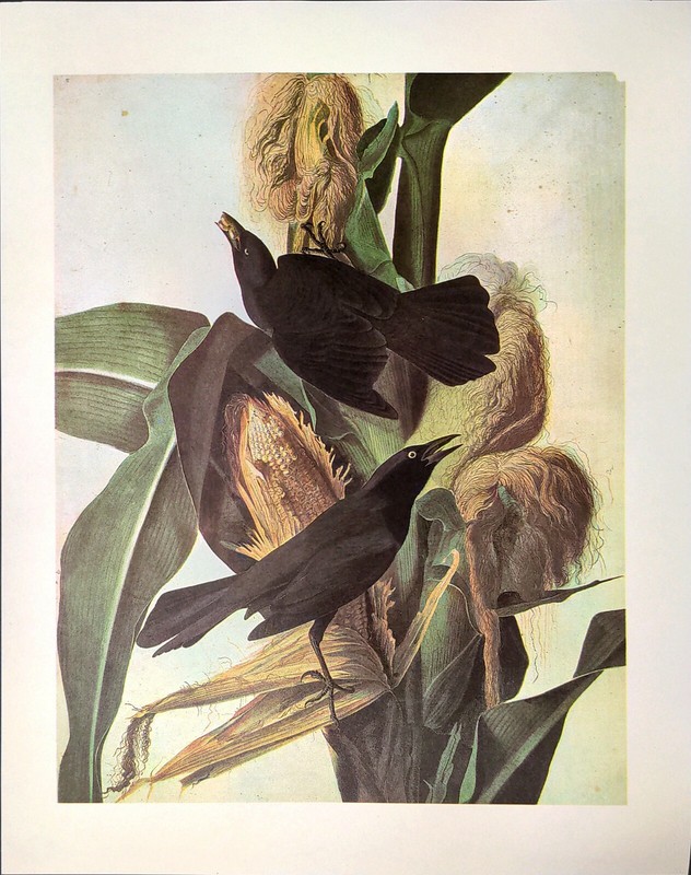 John James Audubon COMMON GRACKLE Birds Vintage Art Book Plate 104 gallery