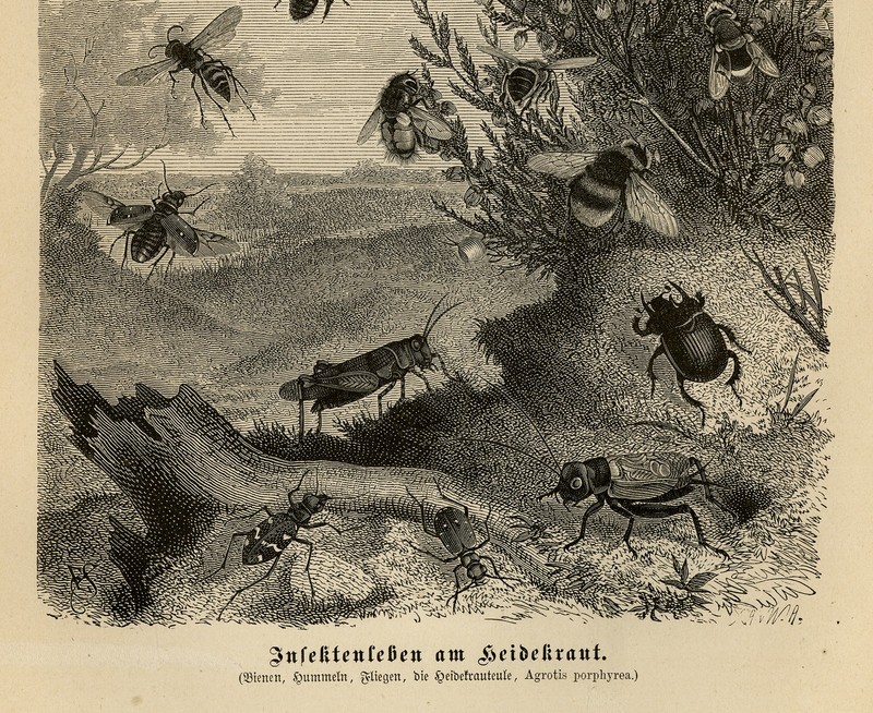Antique Print-INSECT-BEE-FLIE-HEATHER-HONEY-Brehm-1892 gallery
