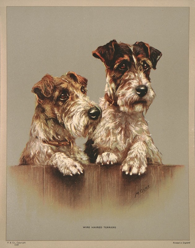 MABEL GEAR Vintage Rare 1935 Sm Version Halftone Print WIRE HAIRED TERRIERS