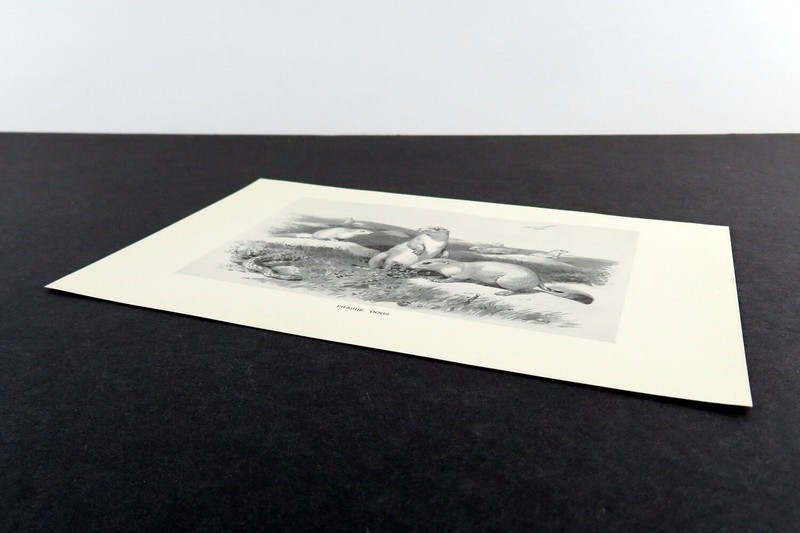 Prairie Dogs, American game animal illustration, 1898 hunting print gallery