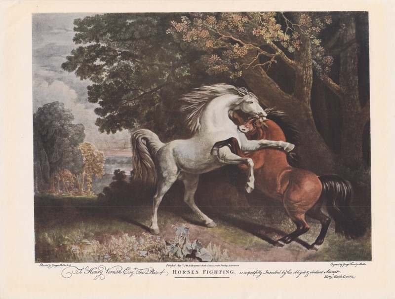 Horse Stalions Fighting Horse Antique Color Art Print 1927