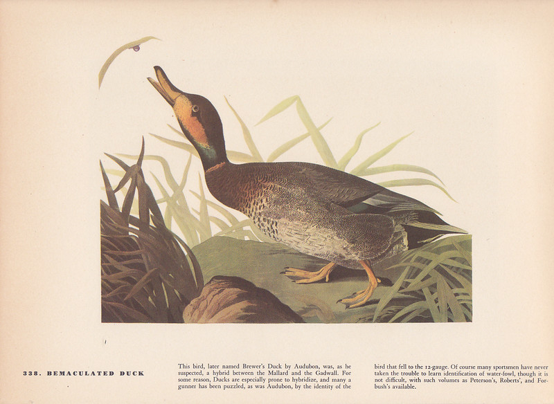 Audubon 1942 Vintage Birds #338 «BEMACULATED Duck» Full Color Art Plate Litho