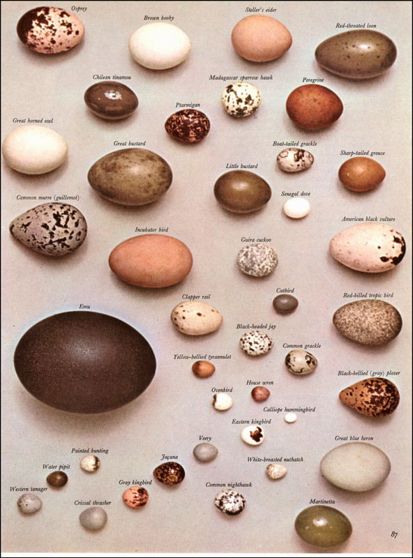 1964 Vintage Print Global Bird Eggs Emu Horned Owl Large and Small Unique Array