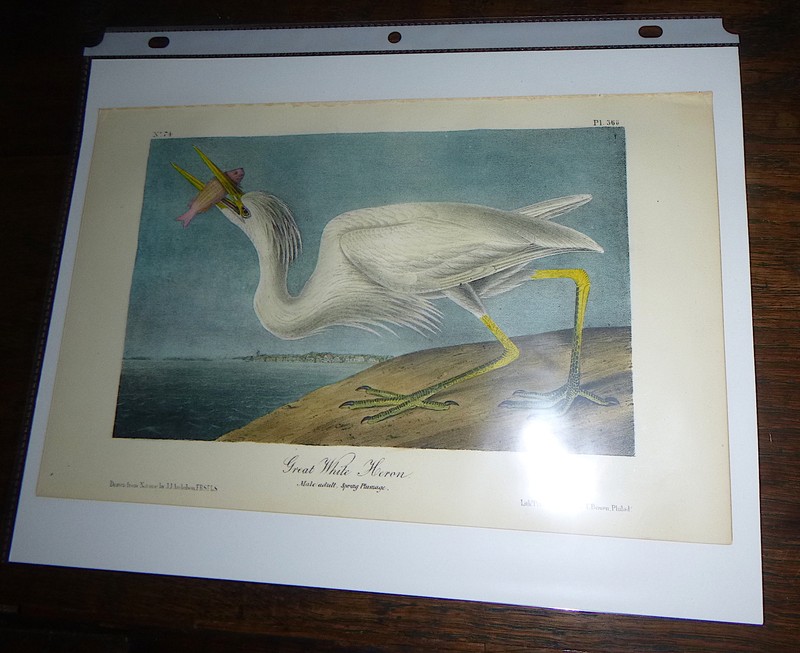 Audubon Octavo GREAT WHITE HERON Birds of America original hand colored litho gallery