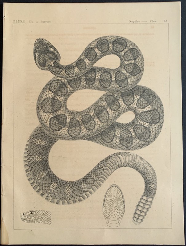 Four Snake Rattlesnake Prints 1855-58 Lithographs - Pacific Railroad Survey gallery