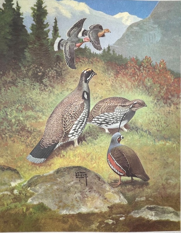 Original 1944 Bird Print – PIGEON GROUSE QUAIL – Artist Lynn Bogue Hunt