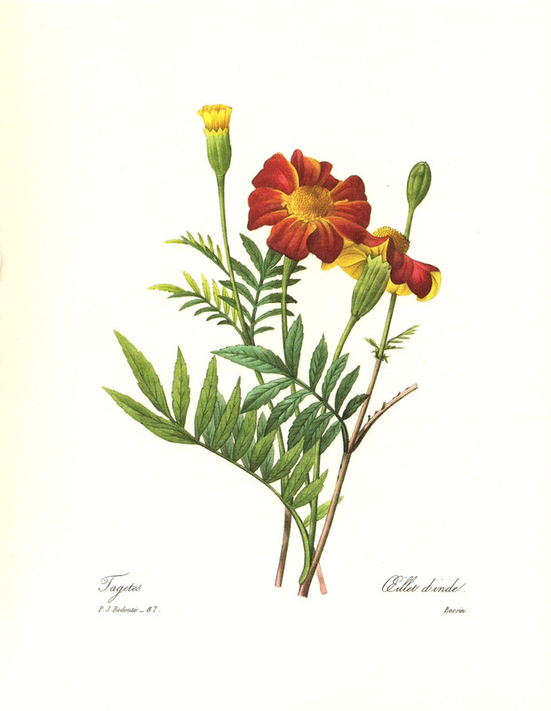 1991 Vintage REDOUTE FLOWER #87 «MARIGOLD or TAGETES» Color Art Print Lithograph