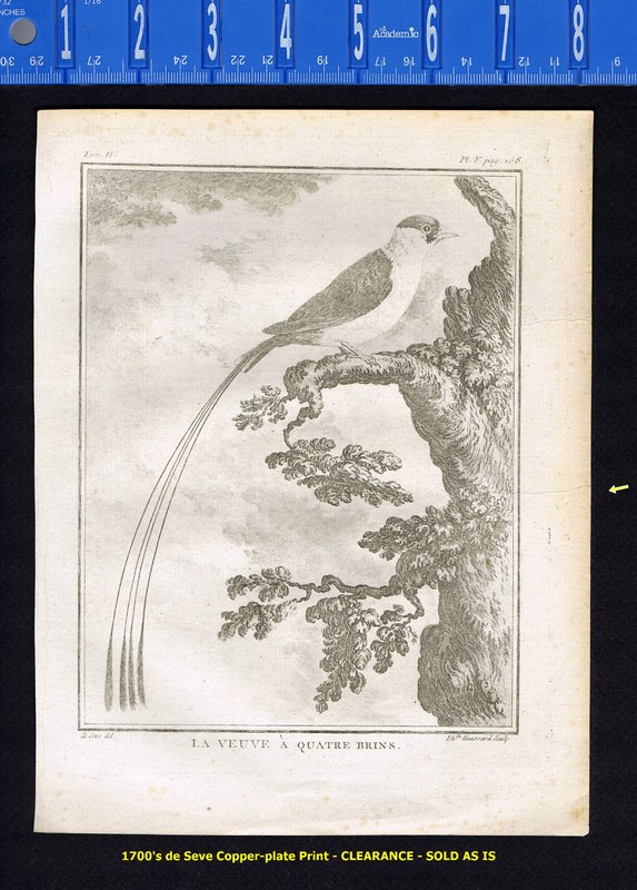 The Four-stranded Widow- La Veuve à Quatre Brins -1780 de Seve/Buffon CLEARANCE