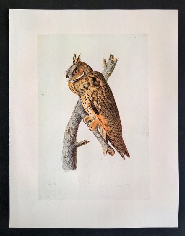 John James Audubon Birds LONG-EARED OWL Vintage Art Book Plate Print 390 gallery