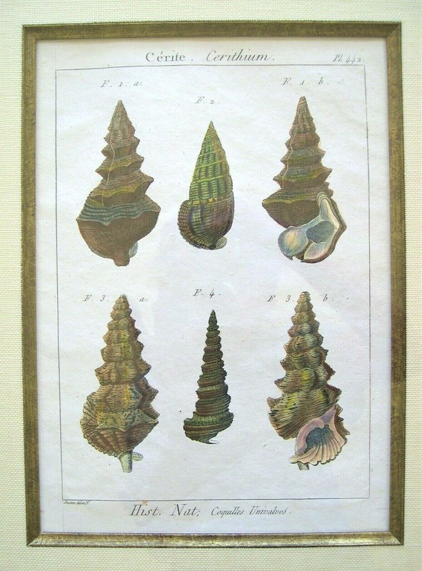 2 Antique Seashell Engraved Prints; Shells: Denis Diderot, Paris 1751-1775 gallery