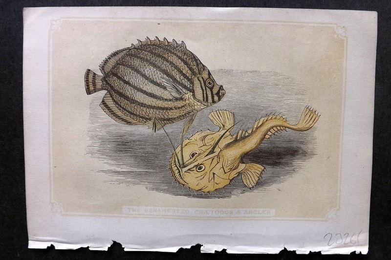 Bicknell C1855 Antique Print. Ornamented Chaetodon & Angler Fish