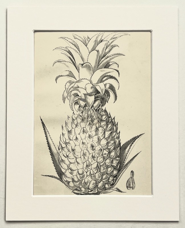 PINEAPPLE FRUIT – BOTANICAL – 1880s Antique B&W Mounted Print