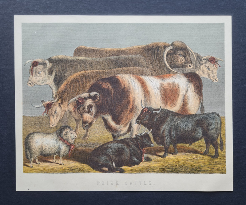 Antique 1882 Victorian Prize Cattle Print – Livestock Farm Engraving