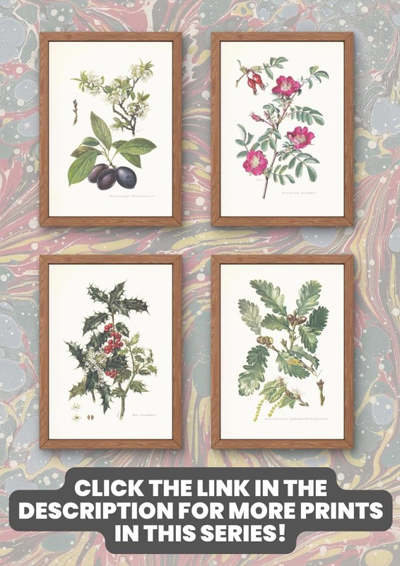 1960 MILITARY ORCHID Print - Botanical Wall Art - Vintage - 7.5 x 10.6 Inches gallery