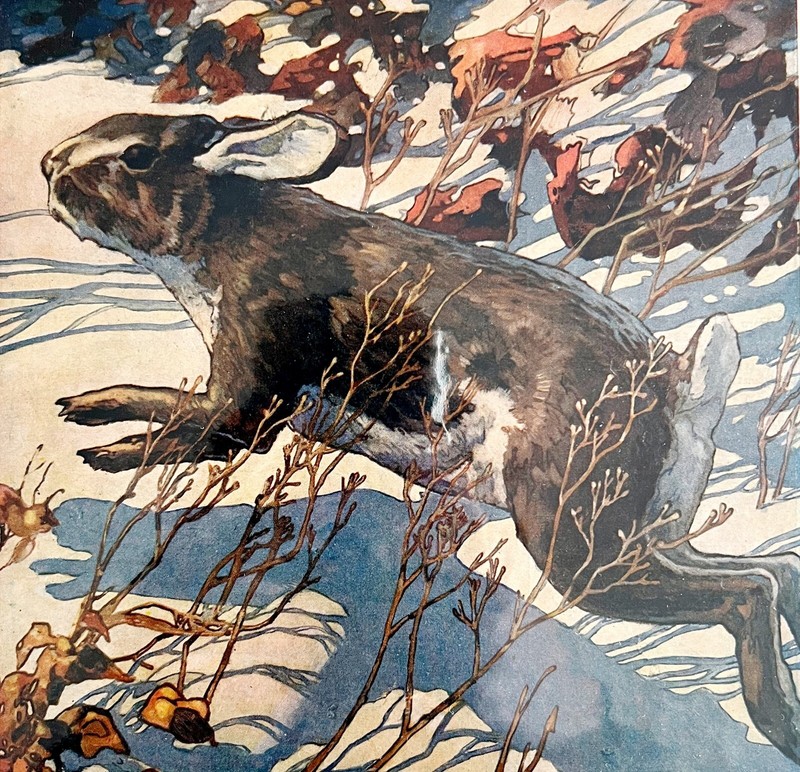 Hunting And Fishing Lithograph 1029 Cover Cottontail Rabbit Art Nature DWCC8
